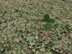 50万株を超えるクローバーのなかからたった1本の六つ葉を見つけ出す「六つ葉探し」，Steamで配信開始。リリース記念セールで238円（税込）に